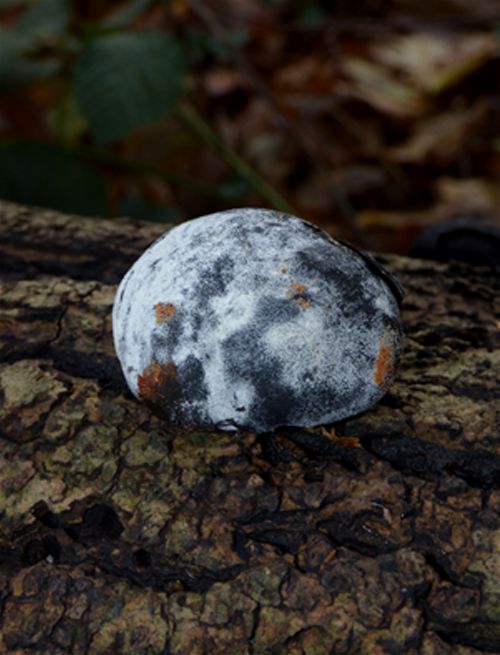 Fruiting body in a maturing phase on ash in Hockley Woods, Essex